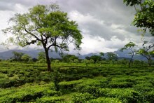 Union Budget 2026: বাজেটে কৃষিজীবীর স্বীকৃতি পেলেন না চা-চাষিরা, 'দার্জিলিং চা'-এর জন্যও কোনও বরাদ্দ নেই, হতাশ উত্তরের চা মহল