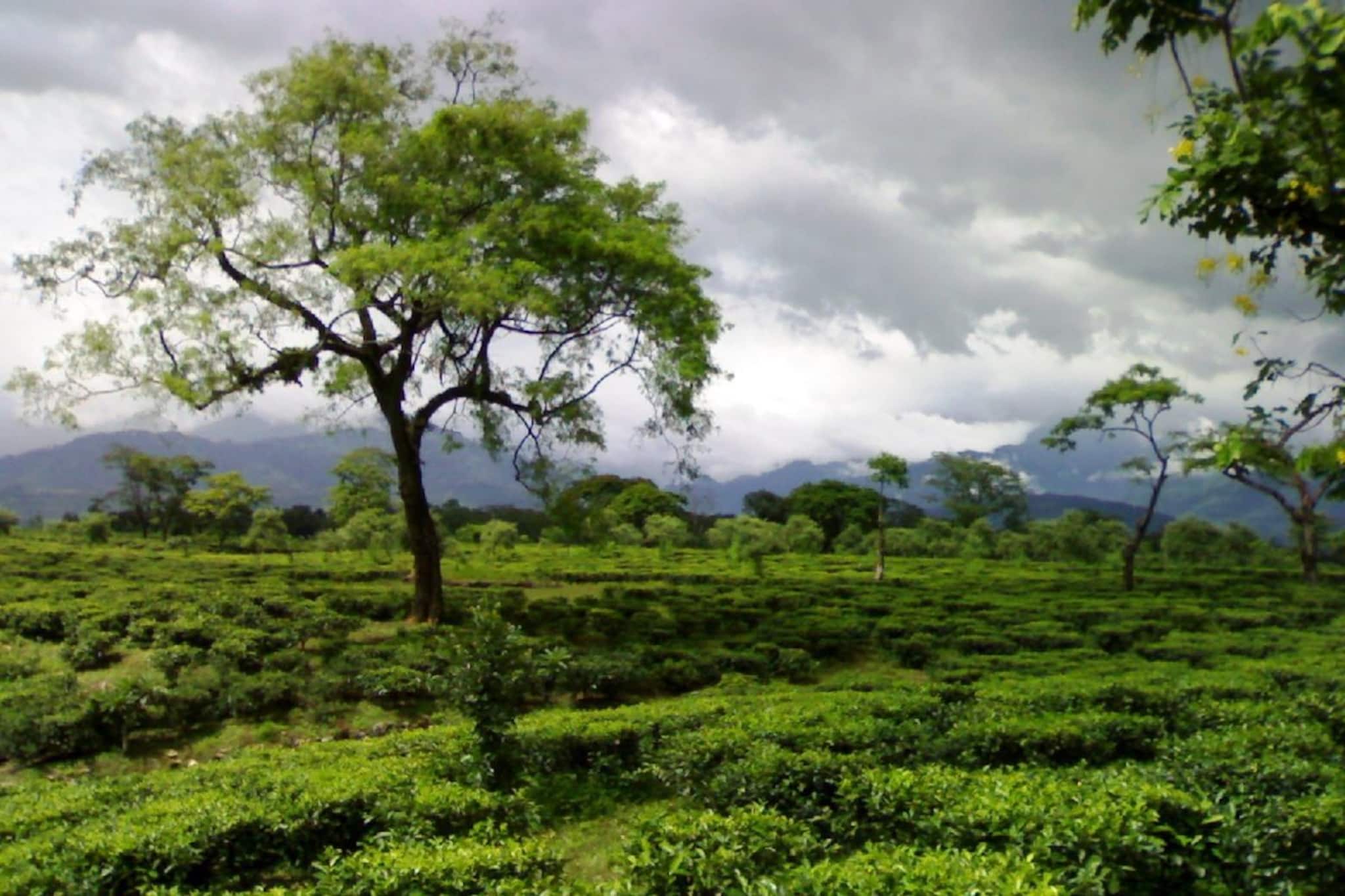 বাজেটে কৃষিজীবীর স্বীকৃতি পেলেন না চা-চাষিরা, 'দার্জিলিং চা'-এর জন্যও কোনও বরাদ্দ নেই
