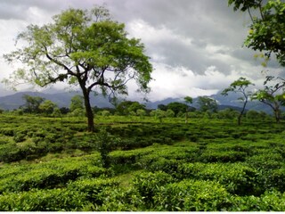 বাজেট নিয়ে হতাশ উত্তরের চা মহল