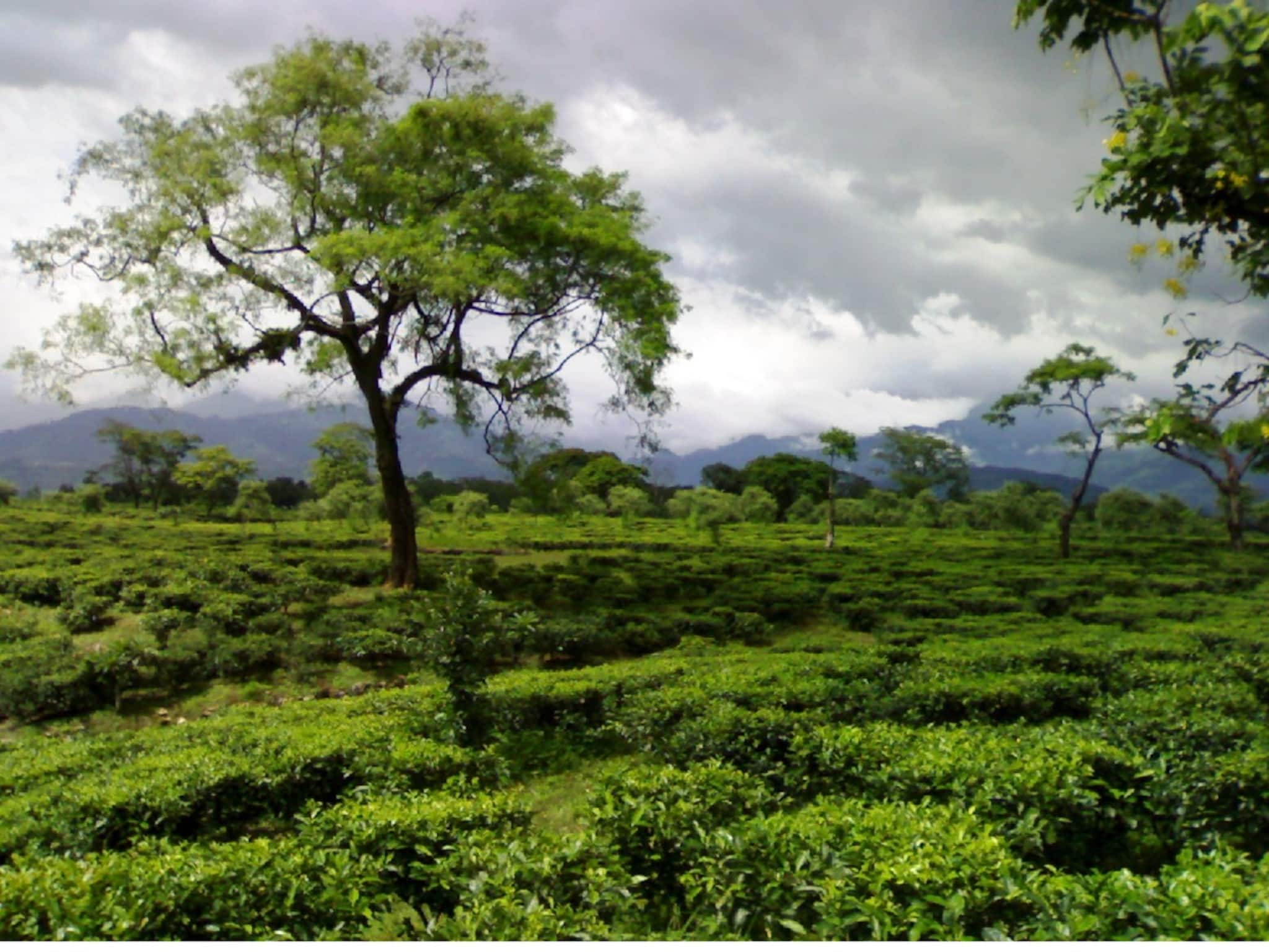 বাজেটে কৃষিজীবীর স্বীকৃতি পেলেন না চা-চাষিরা, 'দার্জিলিং চা'-এর জন্যও কোনও বরাদ্দ নেই