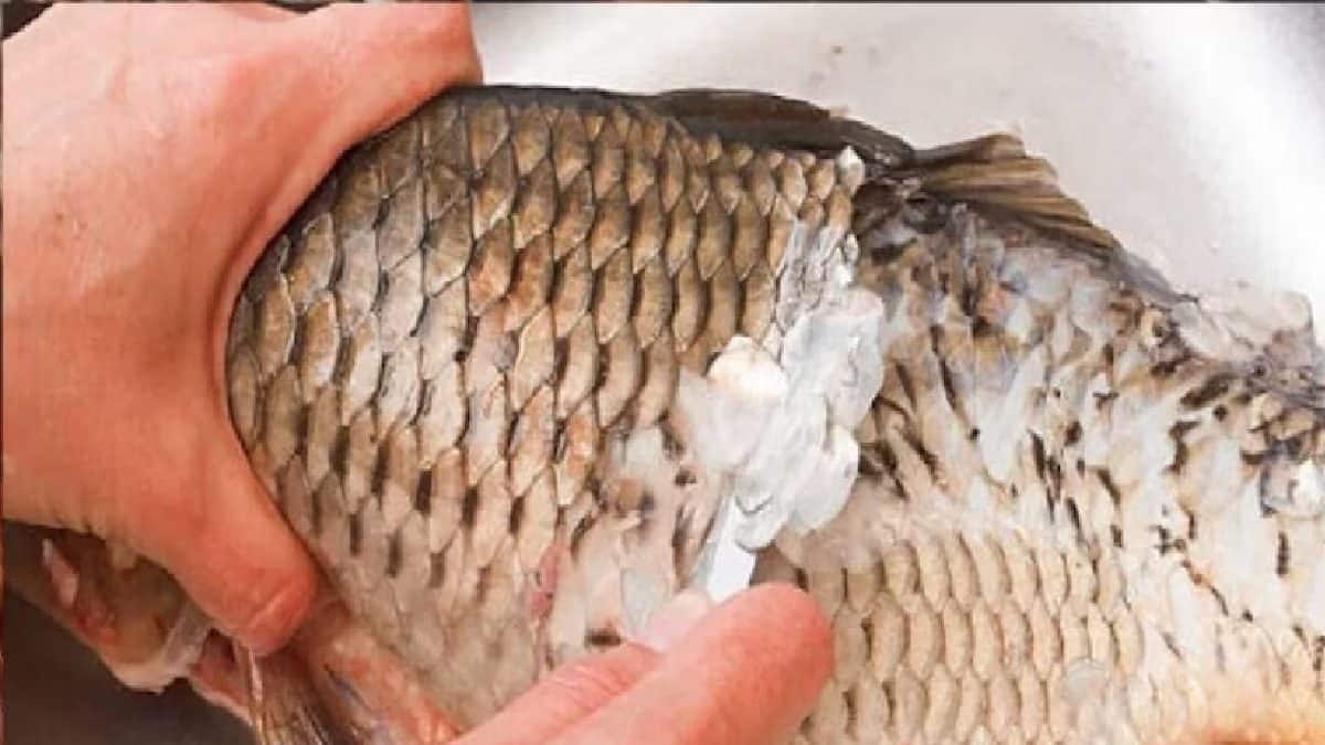 Fish Scale Health Effects: মাছের সঙ্গে পেটে আঁশ চলে গেছে? এতে কী হয় জানেন? উত্তর শুনলে চমকে যাবেন! অবিশ্বাস্য