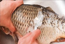 Fish Scale Health Effects: মাছের সঙ্গে পেটে আঁশ চলে গেছে? এতে কী হয় জানেন? উত্তর শুনলে চমকে যাবেন! অবিশ্বাস্য