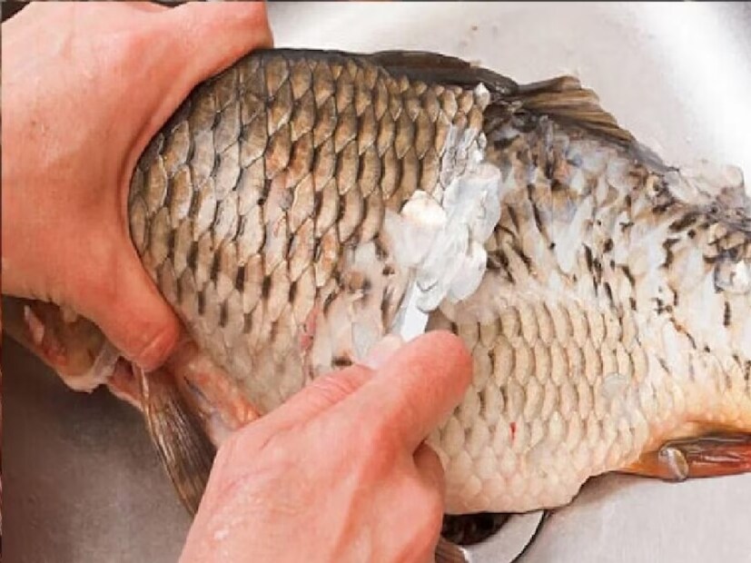 Fish Scale Health Effects মাছের সঙ্গে পেটে আঁশ চলে গেছে? এতে কী হয় ...