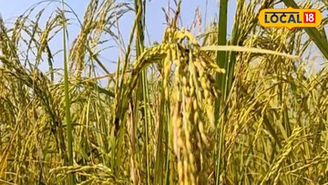 স্বীকৃতি পেল রাষ্ট্রপুঞ্জের, এই ধান চাষ করে মালামাল হওয়ার সুযোগ বাংলার চাষিদের