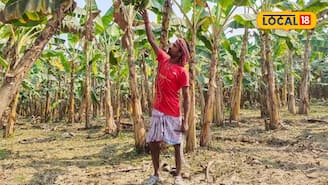 একদিনেই ৫০০-৬০০ টাকা রোজগার! কলা চাষে বদলে গেল মালদহের কৃষকের জীবন