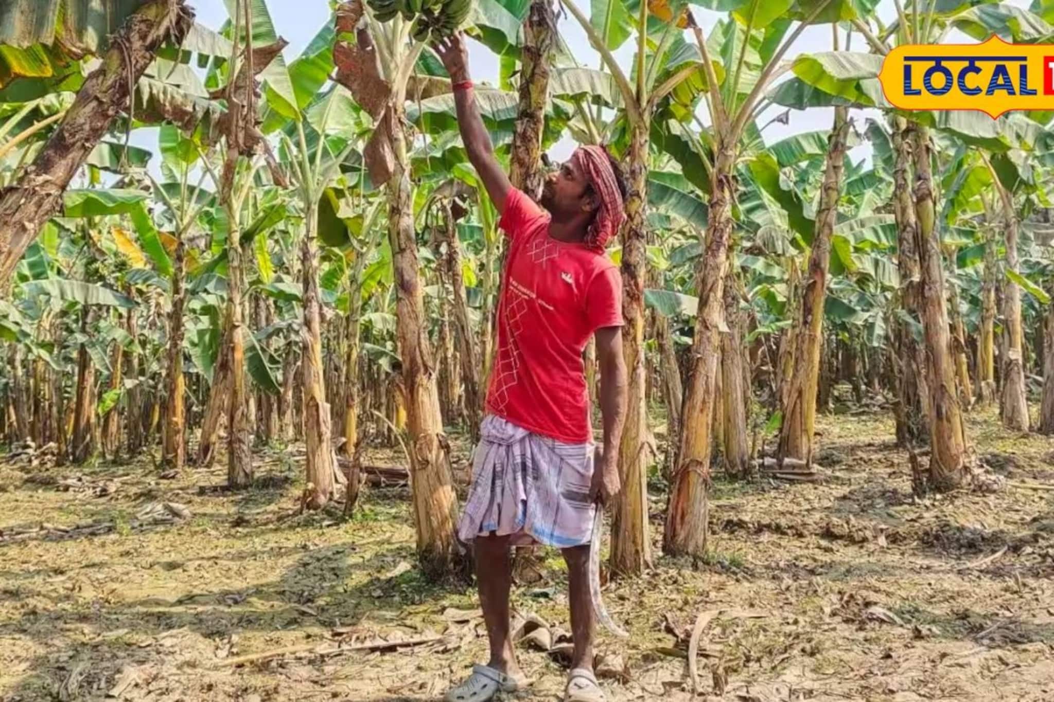একদিনেই ৫০০-৬০০ টাকা রোজগার! কলা চাষে বদলে গেল মালদহের কৃষকের জীবন