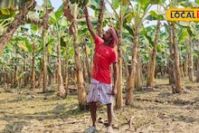 Agriculture News: একদিনেই ৫০০-৬০০ টাকা রোজগার! কলা চাষে বদলে গেল মালদহের কৃষকের জীবন, সঠিক প্রজাতি চিনে ফেলতেই কেল্লাফতে