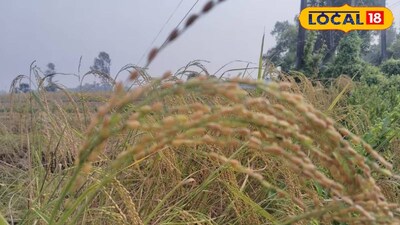 সুন্দরবনে শুরু হবে নোনাস্বর্ণ ধান চাষ