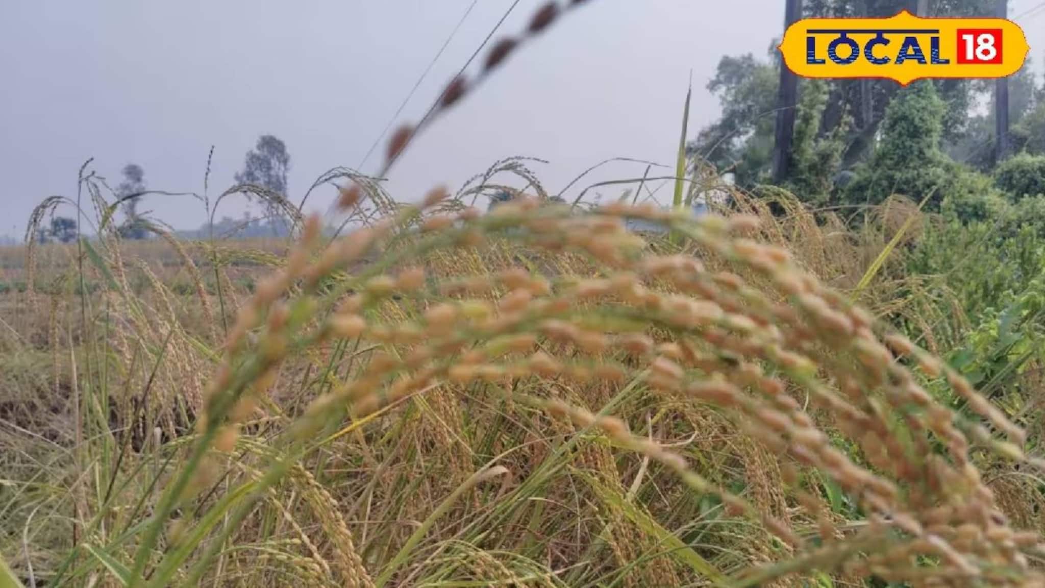 South 24 Parganas News: ফসল তো নয় যেন 'টাকার খনি'! এই বিশেষ ধান চাষ করে হচ্ছে মোটা লাভ, সাগরের কৃষকদের মুখে চওড়া হাসি