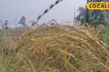 South 24 Parganas News: ফসল তো নয় যেন 'টাকার খনি'! এই বিশেষ ধান চাষ করে হচ্ছে মোটা লাভ, সাগরের কৃষকদের মুখে চওড়া হাসি