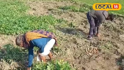 বন্যপ্রাণীর হানায় আলু চাষে ক্ষতি