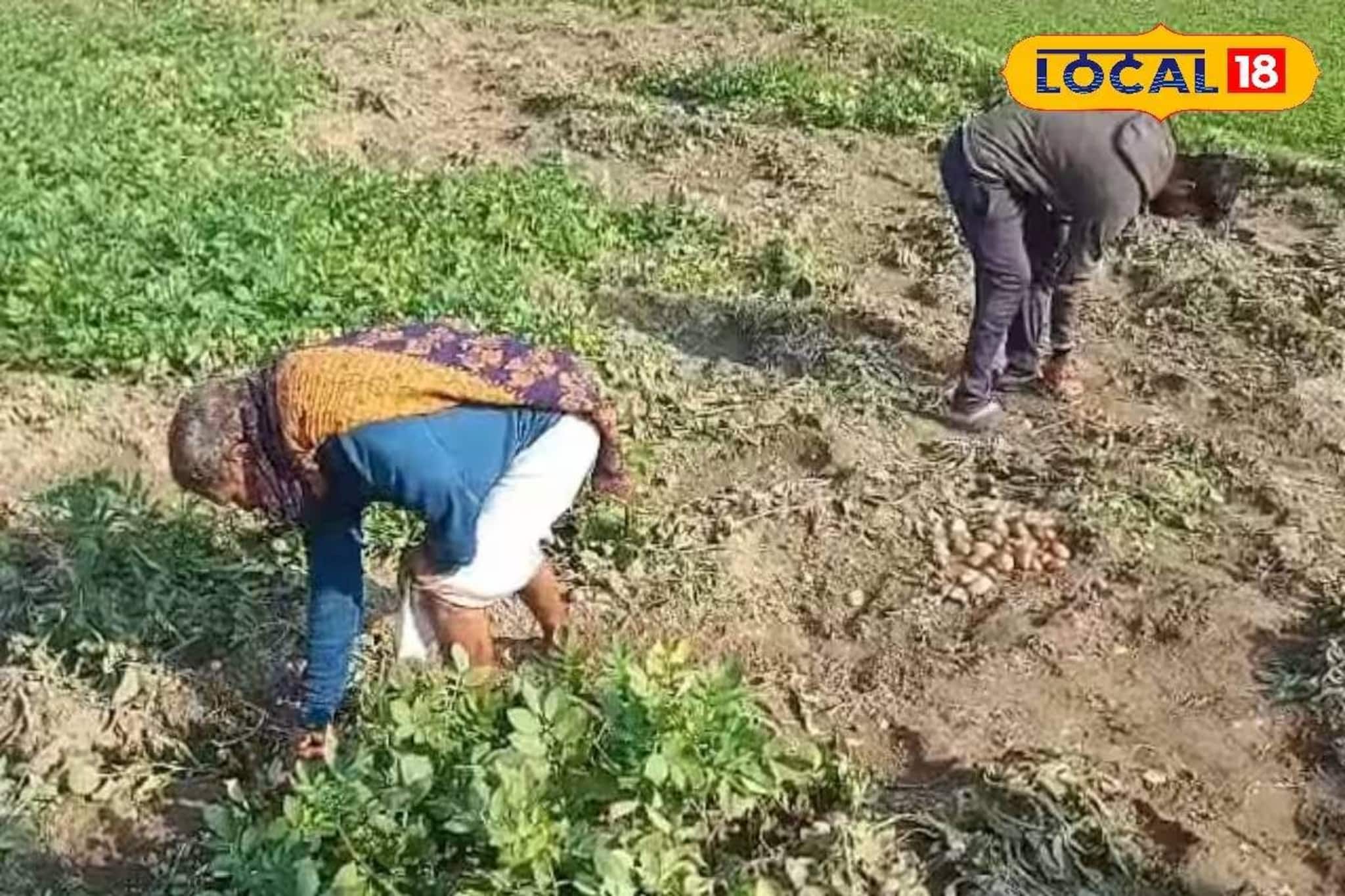 বন্যপ্রাণীর অত্যাচারে আলু চাষে লাভের আশায় জল! কোন উপায়ে চাষিরা ক্ষতিপূরণ পাবেন জানুন