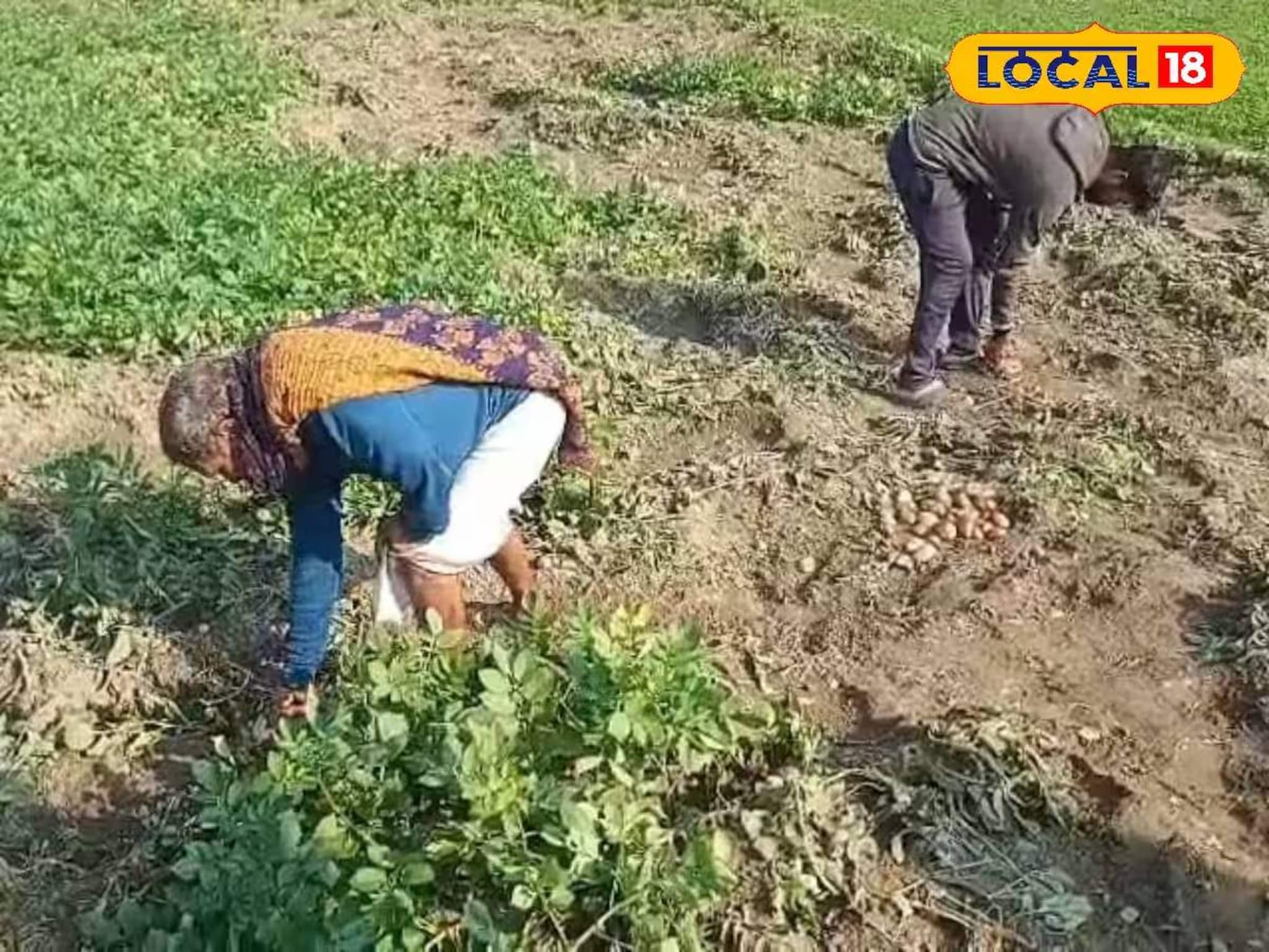 বন্যপ্রাণীর অত্যাচারে আলু চাষে লাভের আশায় জল! কোন উপায়ে চাষিরা ক্ষতিপূরণ পাবেন জানুন