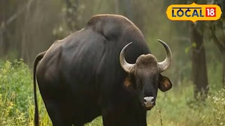 বাইসন | প্রতীকী ছবি