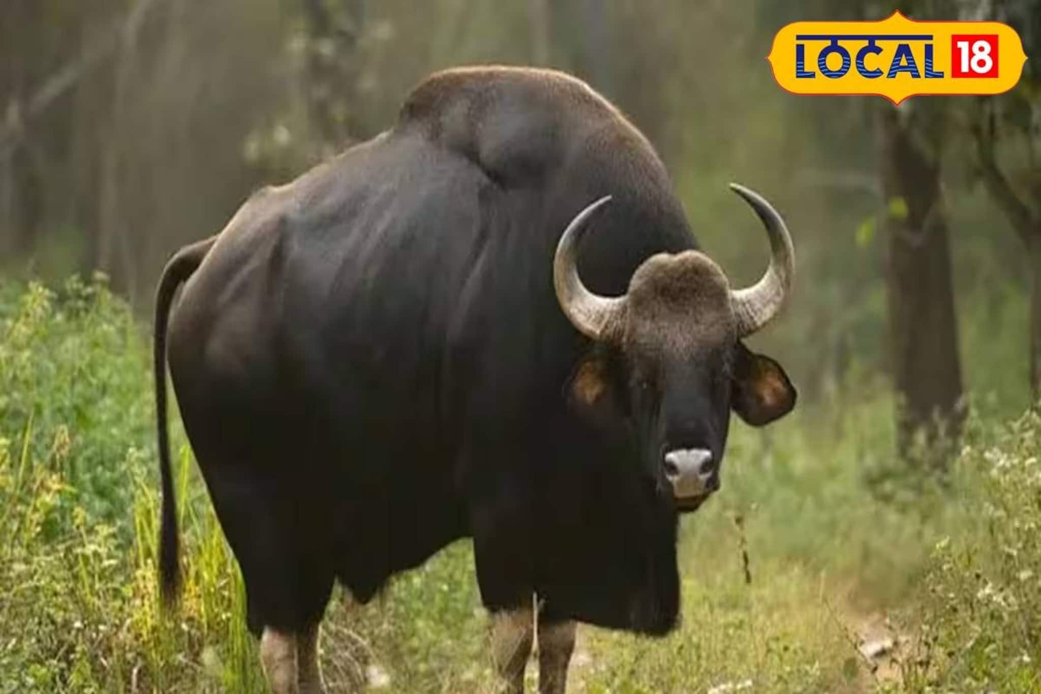 কাঠ কুড়োতে গিয়ে বাইসনের মুখোমুখি! শিংয়ের গুঁতোয় প্রাণ হারালেন মহিলা