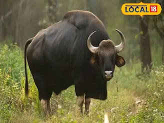 কাঠ কুড়োতে গিয়ে বাইসনের মুখোমুখি! শিংয়ের গুঁতোয় প্রাণ হারালেন মহিলা কাঠ কুড়োতে গিয়ে বাইসনের মুখোমুখি! শিংয়ের গুঁতোয় প্রাণ হারালেন মহিলা