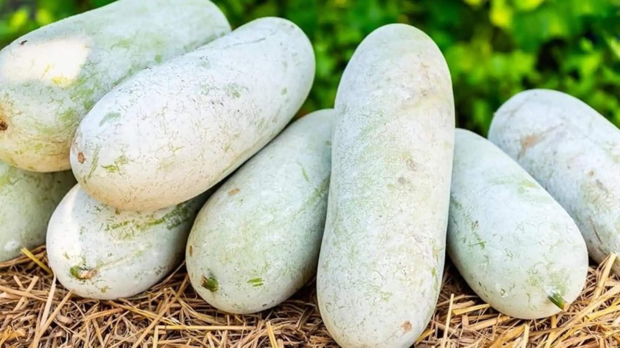 Health Benefits of Ash Gourd: লাল পাকা মিষ্টি কুমড়ো তো খান, আর চাল কুমড়ো? উপকার শুনলে রোজ খাবেন!