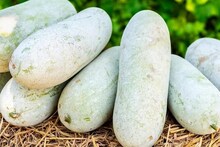 Health Benefits of Ash Gourd: লাল পাকা মিষ্টি কুমড়ো তো খান, আর চাল কুমড়ো? উপকার শুনলে রোজ খাবেন!