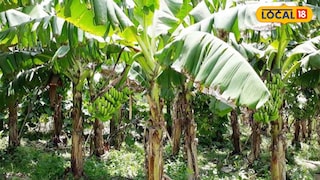 কলাবাগান থেকে মহিলার অর্ধনগ্ন দেহ উদ্ধার