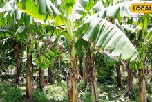 Murshidabad News: সন্ধ্যায় বাড়ি থেকে বেরিয়ে নিখোঁজ! রাতে কলাবাগান থেকে উদ্ধার প্রতিবন্ধী মহিলার অর্ধনগ্ন দেহ, আঁতকে ওঠা দৃশ্য, হরিহরপাড়ায় চাঞ্চল্য