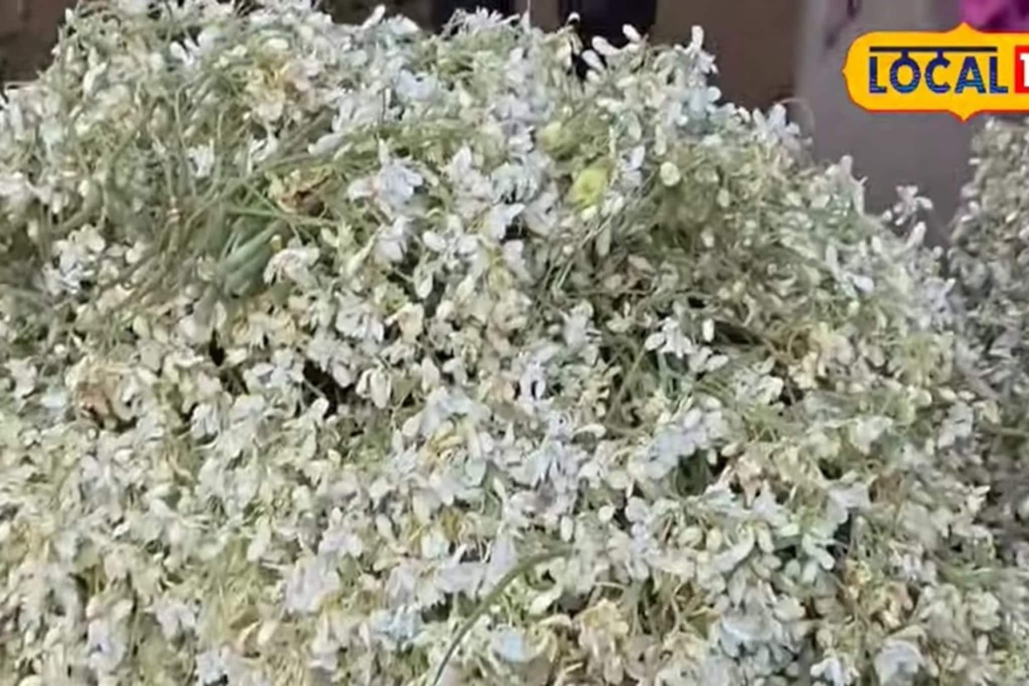 Bangla News: ডাটা নয় ফুলে বাজিমাত! সজনেই লাখ টাকার স্বপ্ন দেখাচ্ছে সুন্দরবনে