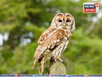 শনি এবং পেঁচার গভীর যোগ! বার বেলায় যদি দেখতে পান, কী অর্থ হয় তার? জানুন
