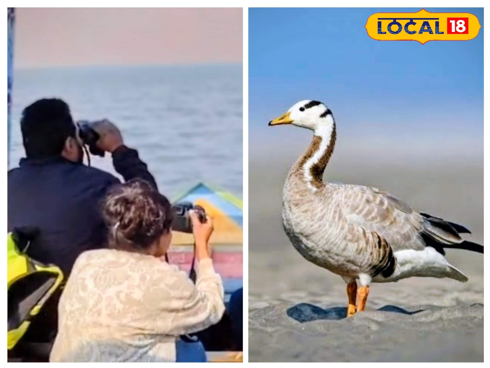 বাঁকুড়ায় শীতের নতুন চমক! হিমালয় ডিঙিয়ে উড়ে এল ‘বার হেডেড গুজ’, উচ্ছ্বসিত পক্ষীপ্রেমীরা