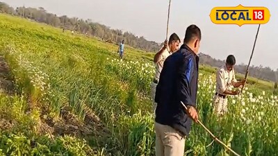 বাঁকুড়ায় অবৈধ পোস্ত চাষ 