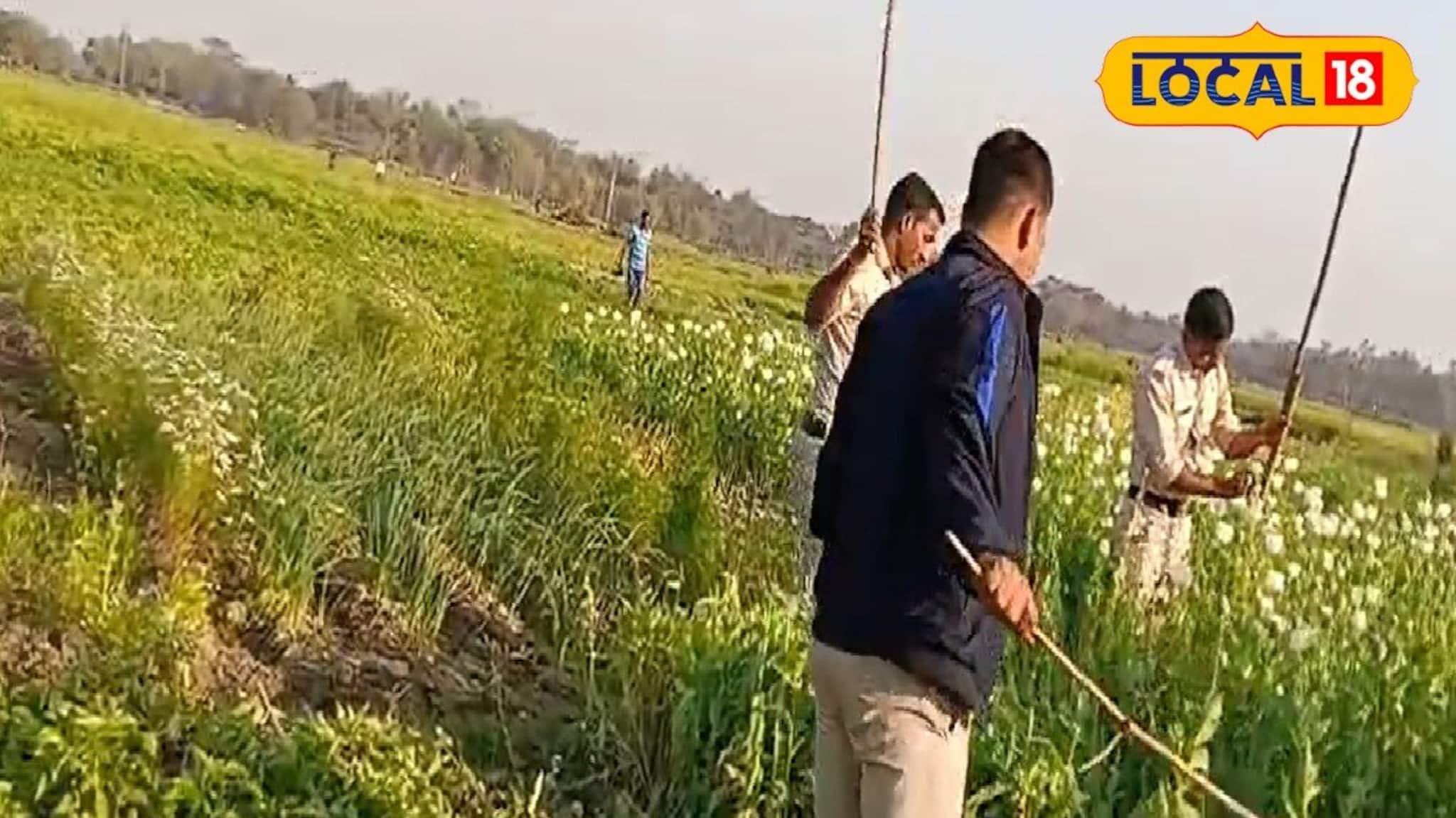 বাঁকুড়ায় লুকিয়ে পোস্ত চাষ! খবর পেতেই তৎপর পুলিশ, নষ্ট করল জমির বেআইনি ফসল