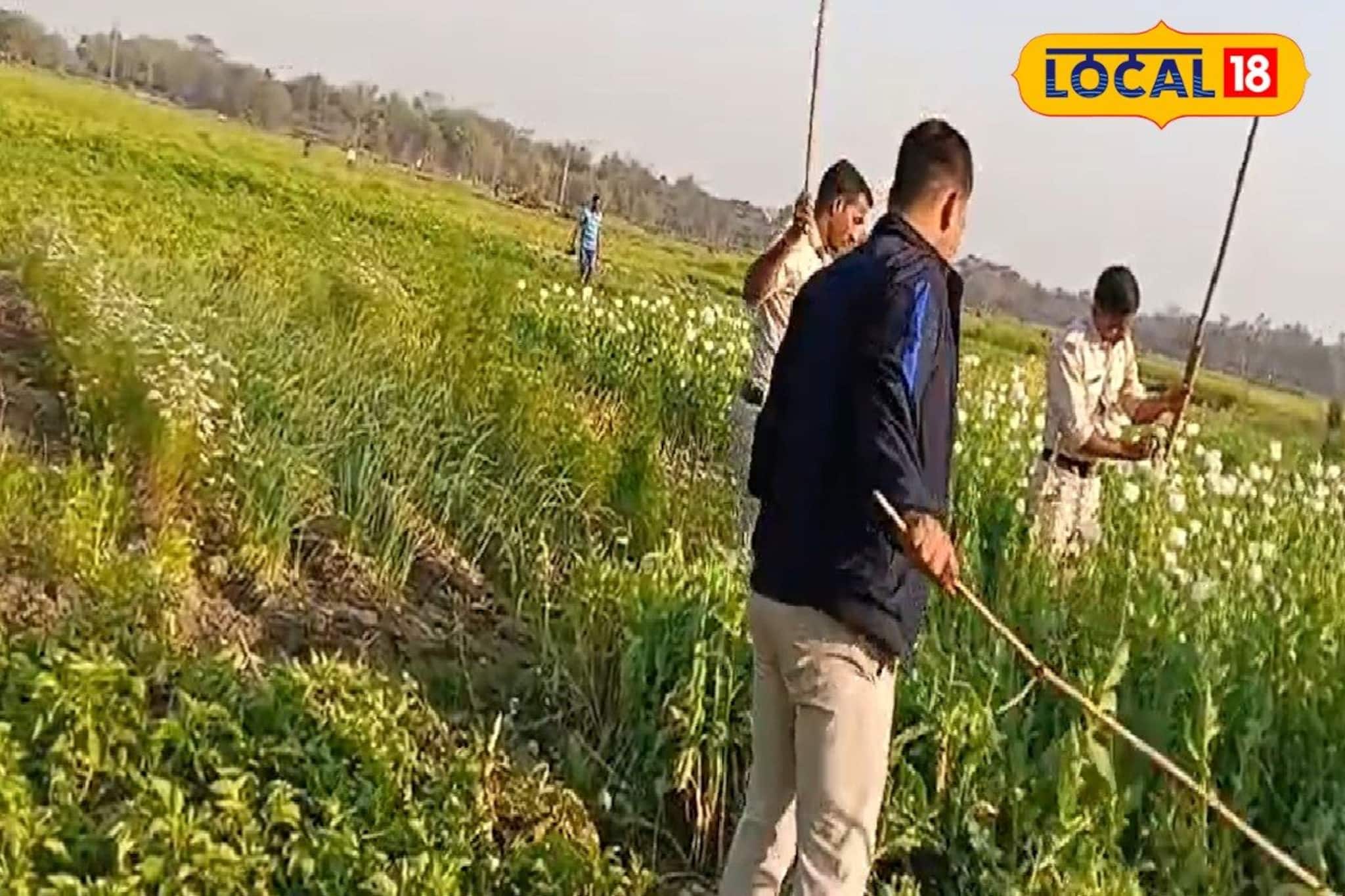 বাঁকুড়ায় লুকিয়ে পোস্ত চাষ! খবর পেতেই তৎপর পুলিশ, নষ্ট করল জমির বেআইনি ফসল