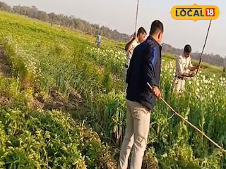 বাঁকুড়ায় অবৈধ পোস্ত চাষ 