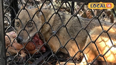 খাঁচায় ধরা পড়েছে হিংস্র শিয়াল