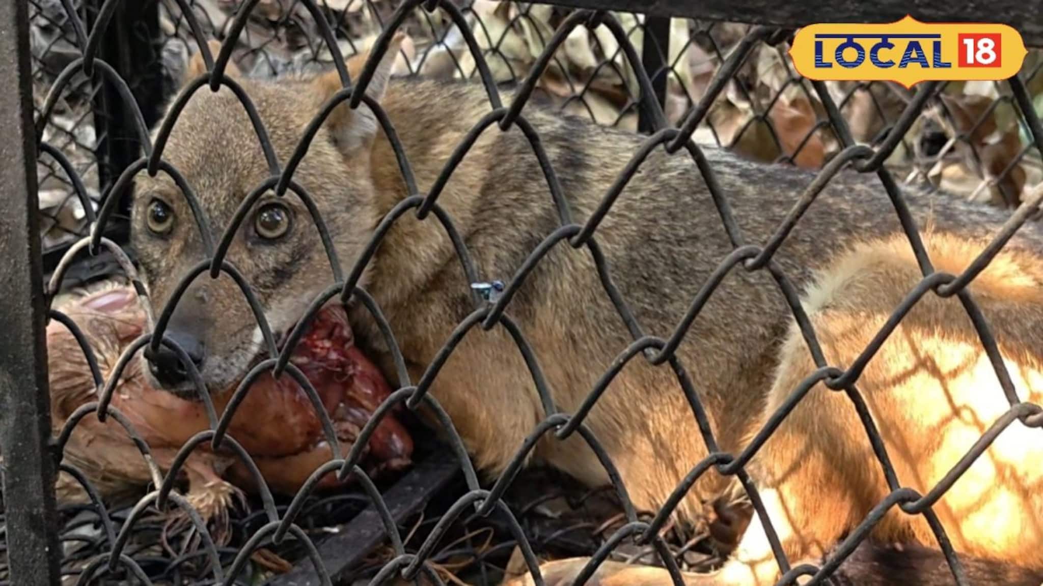 বসিরহাটে শিয়ালের তাণ্ডব, মানুষ দেখলেই তেড়ে কামড়! শিশু-সহ আক্রান্ত ১০