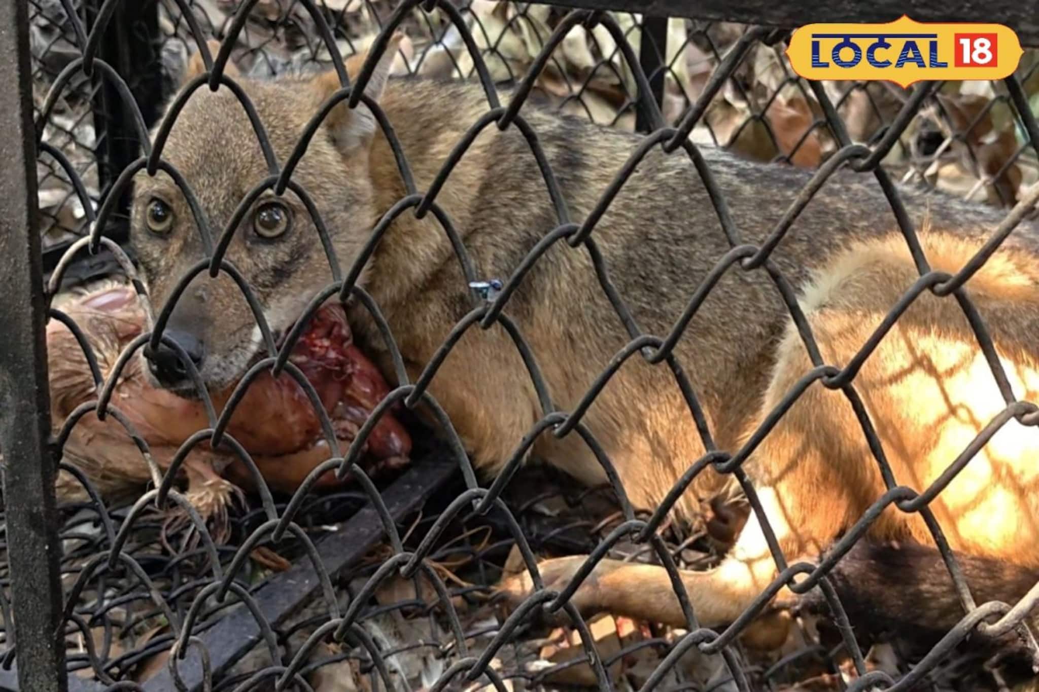 বসিরহাটে শিয়ালের তাণ্ডব, মানুষ দেখলেই তেড়ে কামড়! শিশু-সহ আক্রান্ত ১০