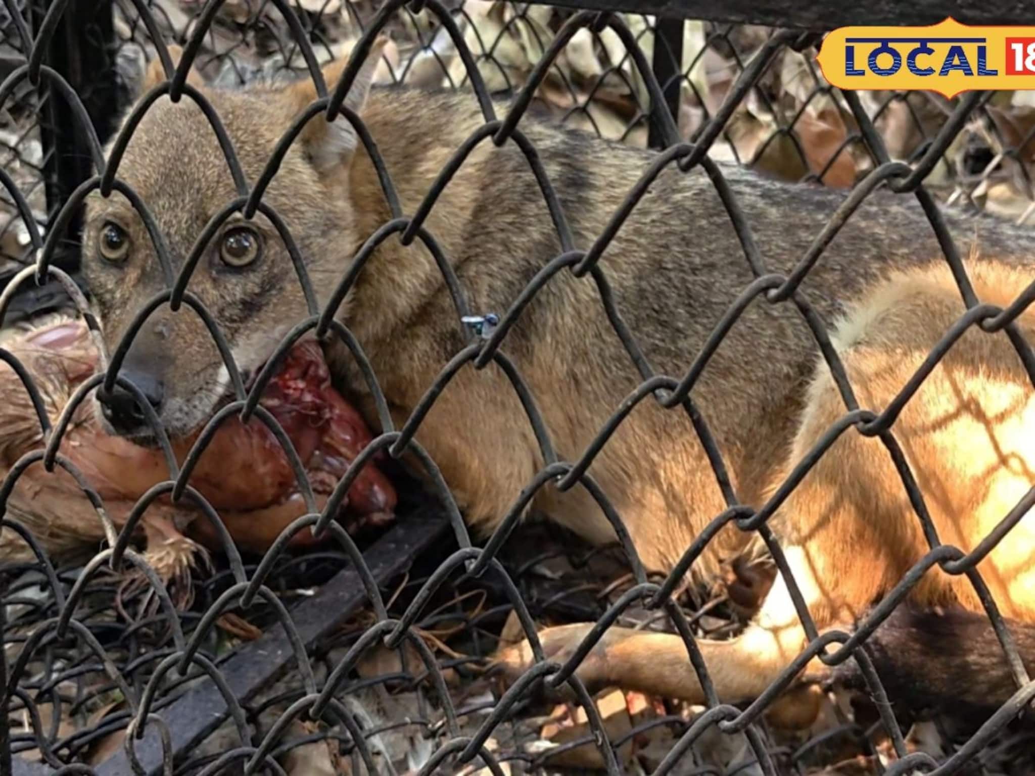 বসিরহাটে শিয়ালের তাণ্ডব, মানুষ দেখলেই তেড়ে কামড়, শিশু ও মহিলা-সহ আক্রান্ত ১০