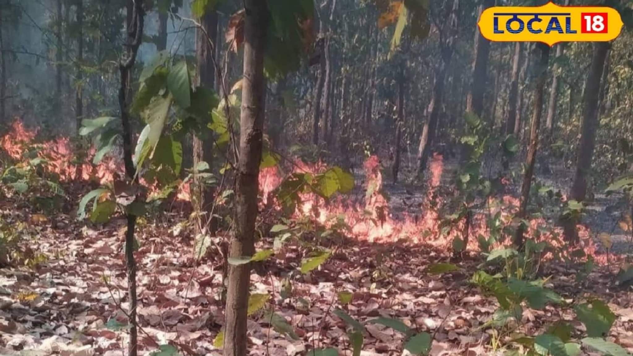 Birbhum News: বিপদের মুখে বীরভূমের সবুজ সম্পদ! বসন্তের শুরুতেই একের পর এক বনাঞ্চলে ভয়াবহ ঘটনা, বাড়ছে উদ্বেগ