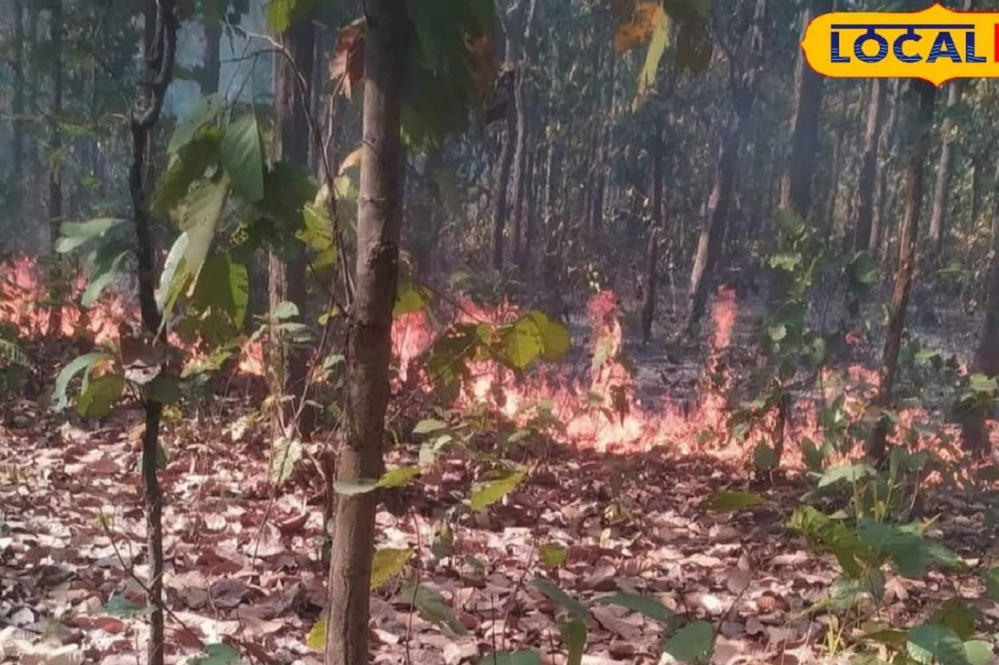 বিপদের মুখে বীরভূমের সবুজ সম্পদ! বসন্তের শুরুতেই একের পর এক ভয়াবহ ঘটনা বিপদের মুখে বীরভূমের সবুজ সম্পদ! বসন্তের শুরুতেই একের পর এক ভয়াবহ ঘটনা