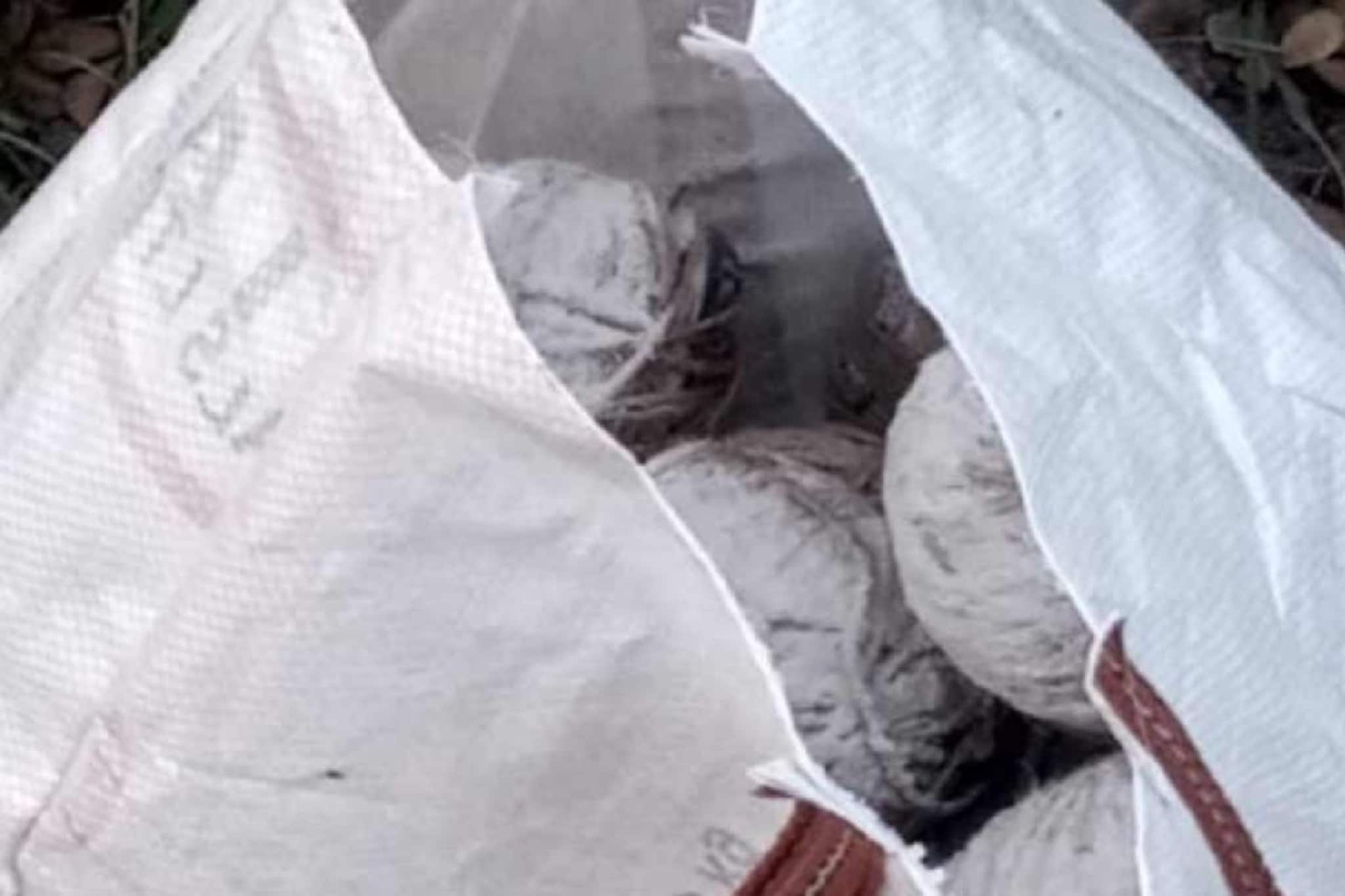 বিধানসভা ভোটের আগে চড়ছে পারদ,সাগরদিঘির আমবাগান থেকে উদ্ধার ১৮টা তাজা বোমা