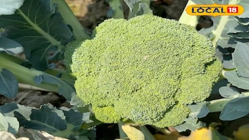 সুন্দরবনে