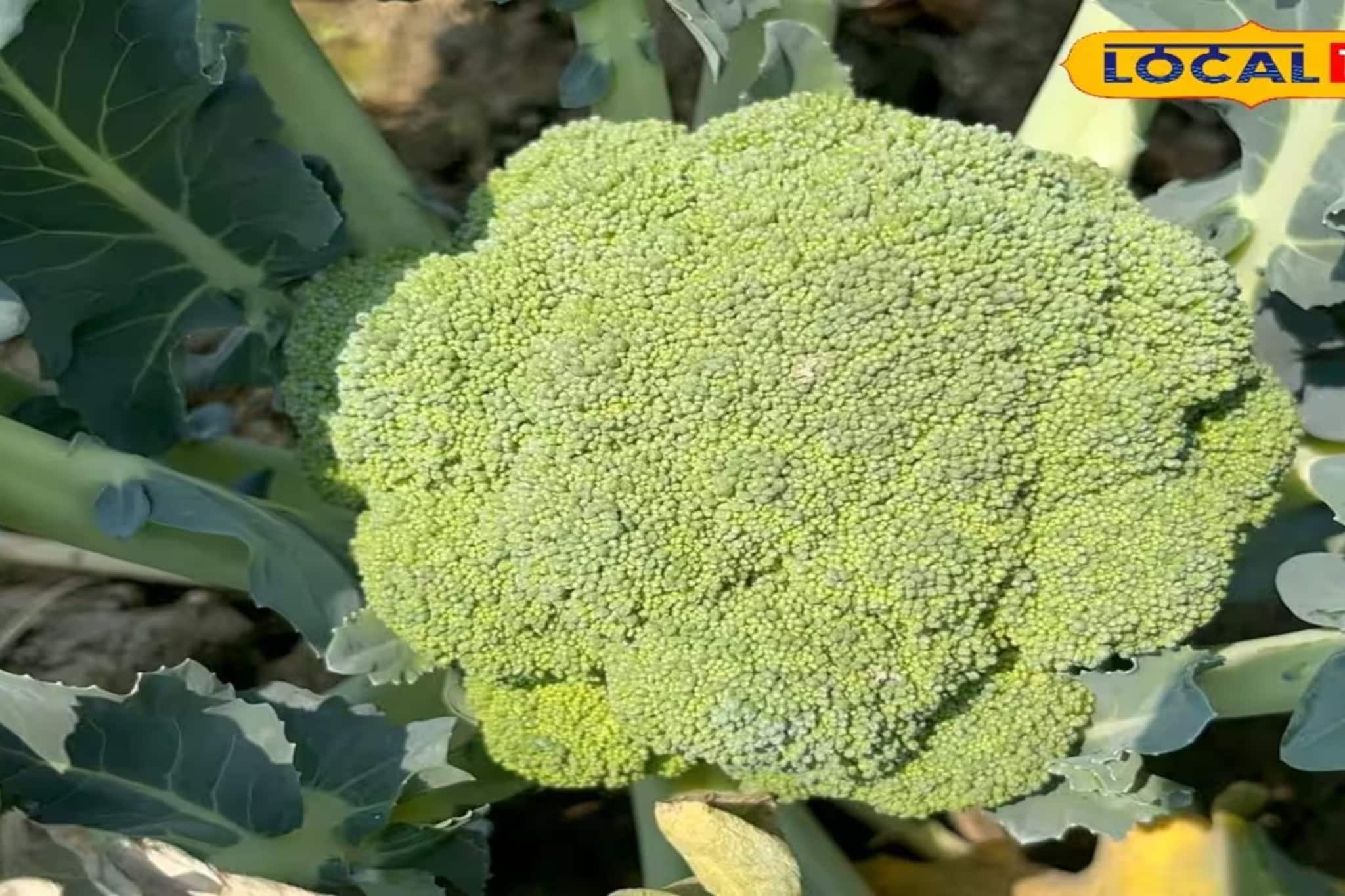 সুন্দরবনে অসময় ফলছে শীতের বিদেশি ফসল! লাভের মুখ দেখছে কৃষক