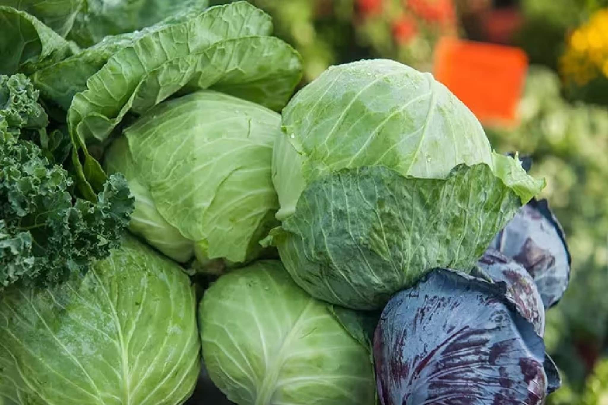 বাঁধাকপি পুষ্টির খনি, কিন্তু কাদের জন্য প্রাণঘাতী হতে পারে? ভুল করেও 'এঁরা' মুখে তুলবেন না