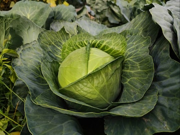 পাতার ভাঁজে ভাঁজেই  লুকিয়ে বিপদ, খাওয়ার আগে বাঁধাকপি পরিষ্কার করবেন কীভাবে?