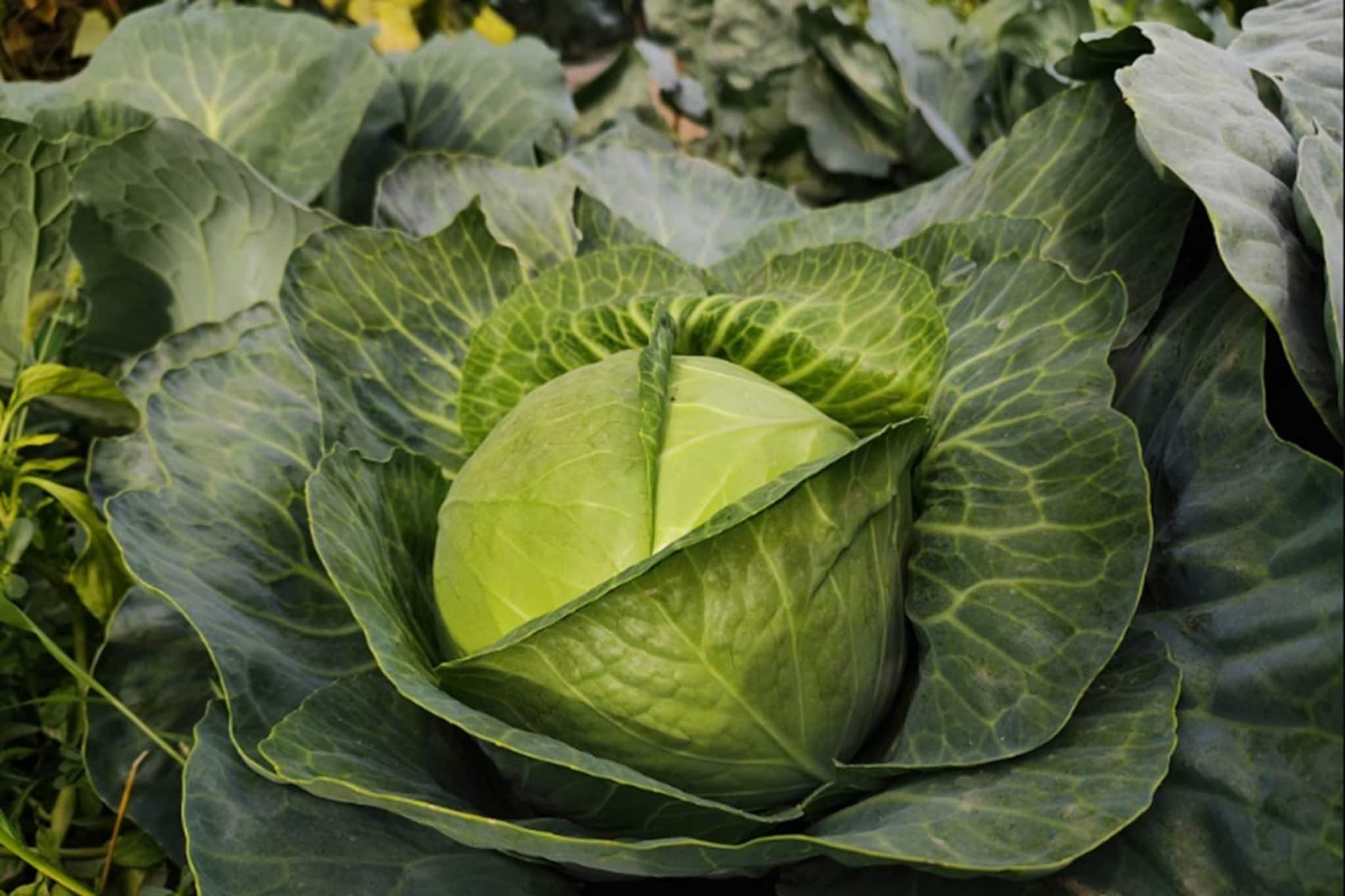 পাতার ভাঁজে ভাঁজেই  লুকিয়ে বিপদ, খাওয়ার আগে বাঁধাকপি পরিষ্কার করবেন কীভাবে?