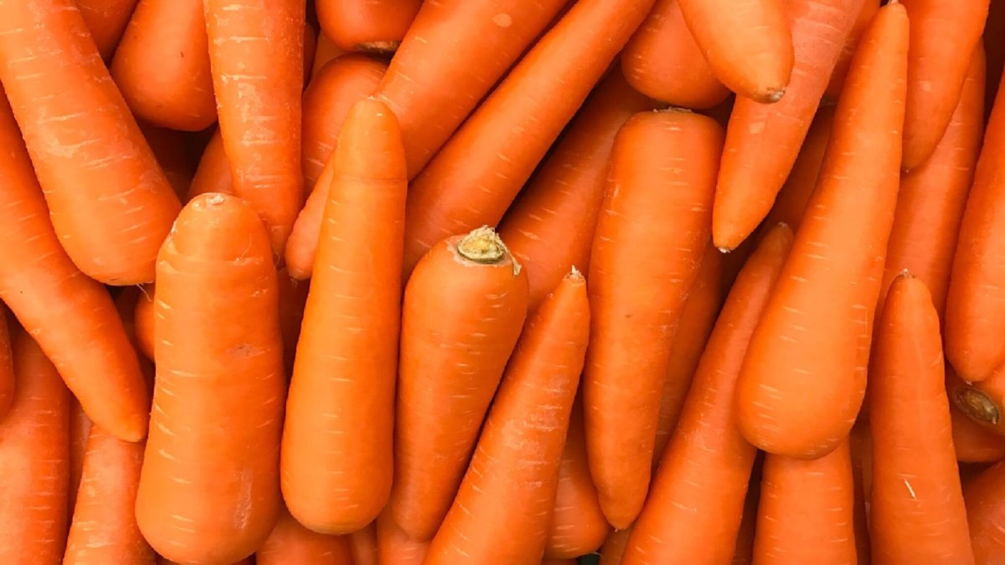 গাজর কেটে সহজ 'এই' ব্যবসা, হাজার হাজার টাকা আয়, দেগঙ্গায় কর্মসংস্থানের নতুন দিশা