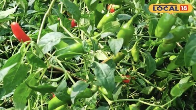 লঙ্কা চাষ 