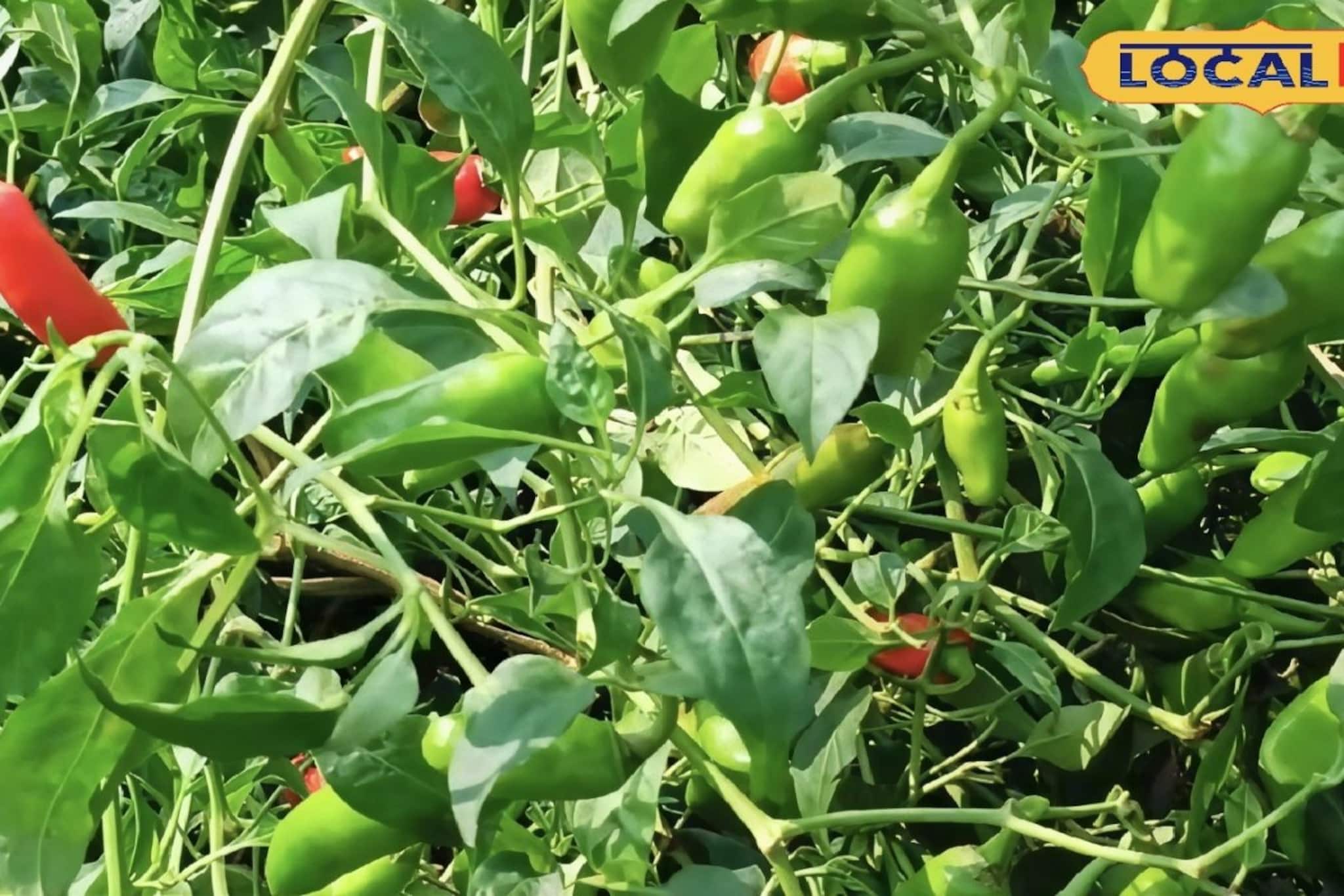 ধানের বিকল্প লঙ্কা! একবার রোপণে টানা ৭-৮ মাস ফলন, বদলাচ্ছে চাষিদের ভাগ্য