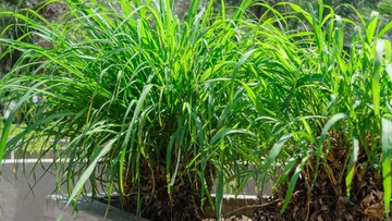 মশা তাড়াতে সিট্রোনেলা ব্যবহার করছেন? কিন্তু সেটি কি আসল? জেনে নিন আসল চিনবেন কীভাবে