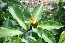 Insulin Plant Ayurveda: একটি পাতা চিবিয়ে খেলেই কমবে ব্লাড সুগার? বাড়িতে গাছটি টবে রাখুন ও পাতা খান, জানুন