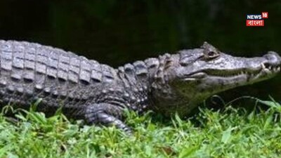 বলুন তো কোন প্রাণী খাওয়ার সময় কাঁদে?