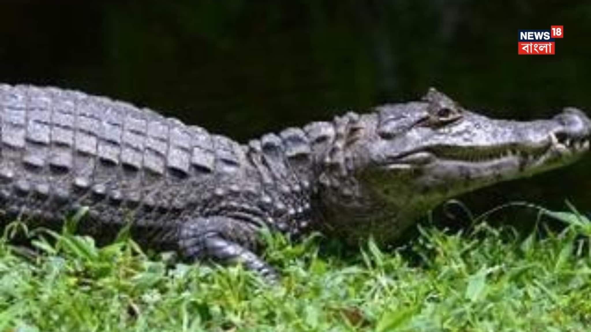 কঠিন প্রশ্ন! বলুন তো কোন প্রাণী খাওয়ার সময় কাঁদে? সেই কথায় আছে প্রবাদও... শুনলে অবাক হবেন